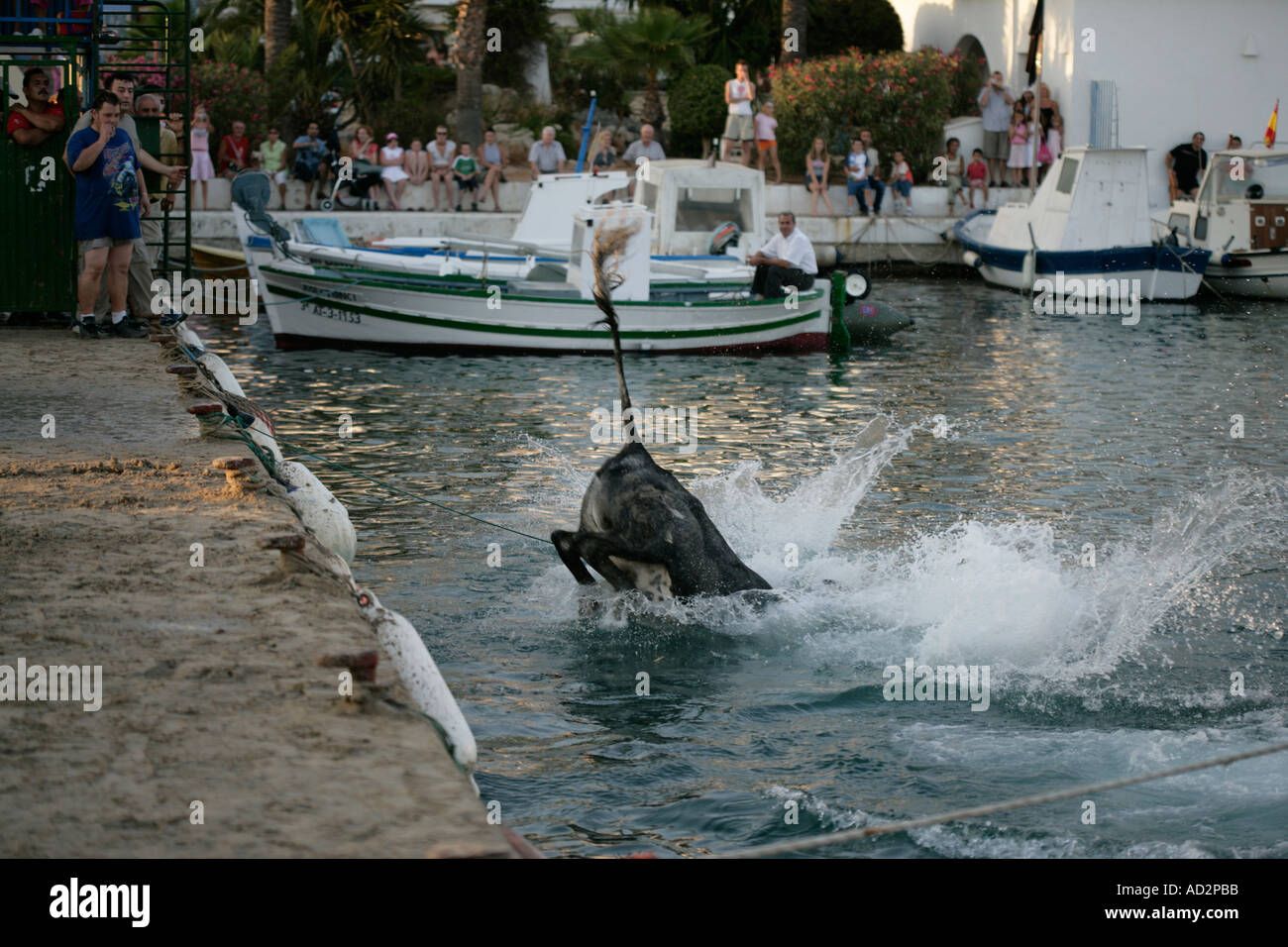 Bull sauter dans la mer Moraira Espagne Banque D'Images