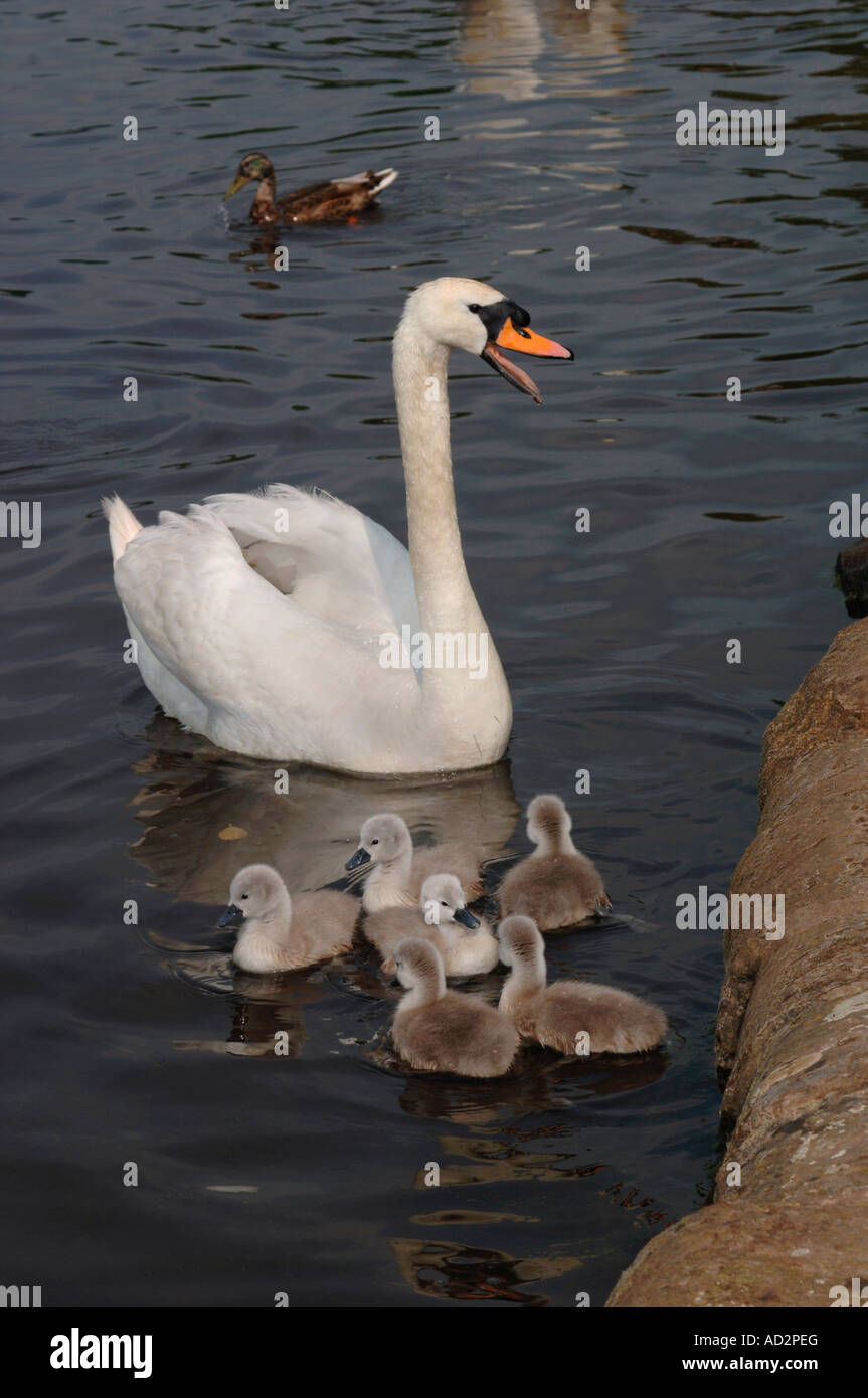 Des profils Cygne muet (Cygnus olor) Nager sur un lac d'eau douce avec ses jeunes. Banque D'Images