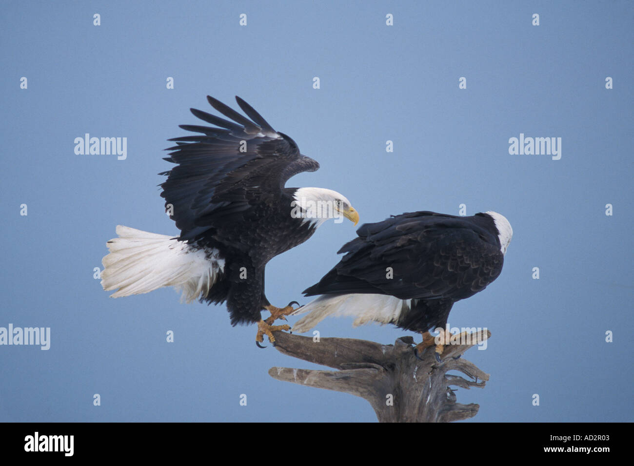 Le pygargue à tête blanche Haliaeetus leuccocephalus le partage d'une perche en bois flotté de la baie Kachemak Southcentral Alaska Banque D'Images