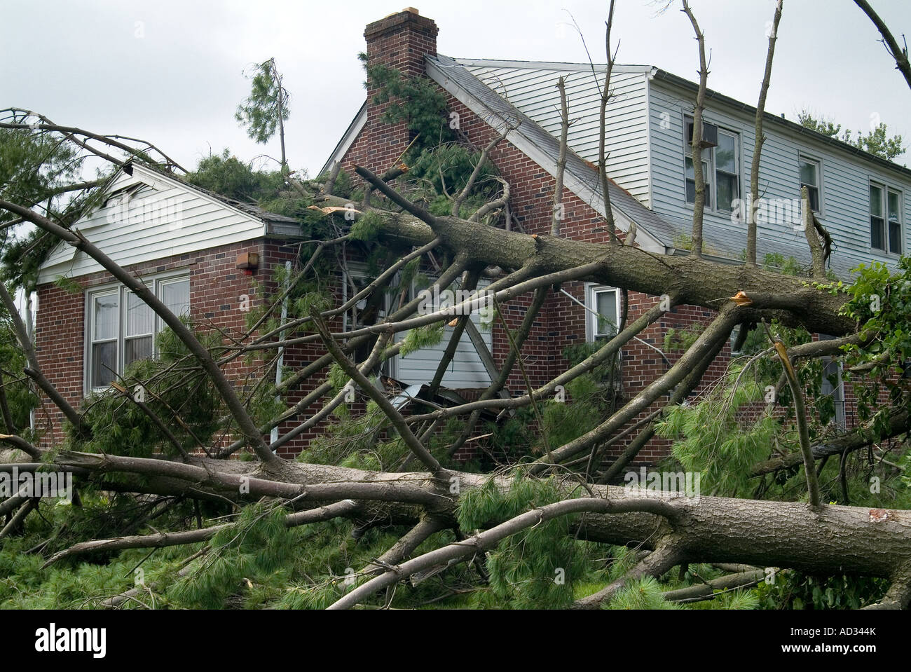 Les dommages causés par les tempêtes de vent arbre tombé dans la Destruction avec House, Philadelphia, Pennsylvania USA Banque D'Images