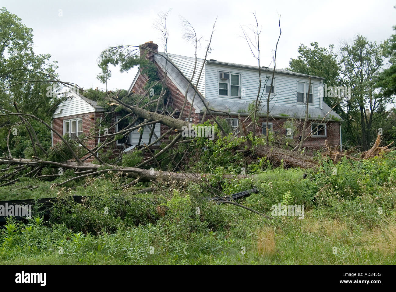 Les dommages causés par les tempêtes de vent arbre tombé dans la Destruction avec House, Philadelphia, Pennsylvania USA Banque D'Images