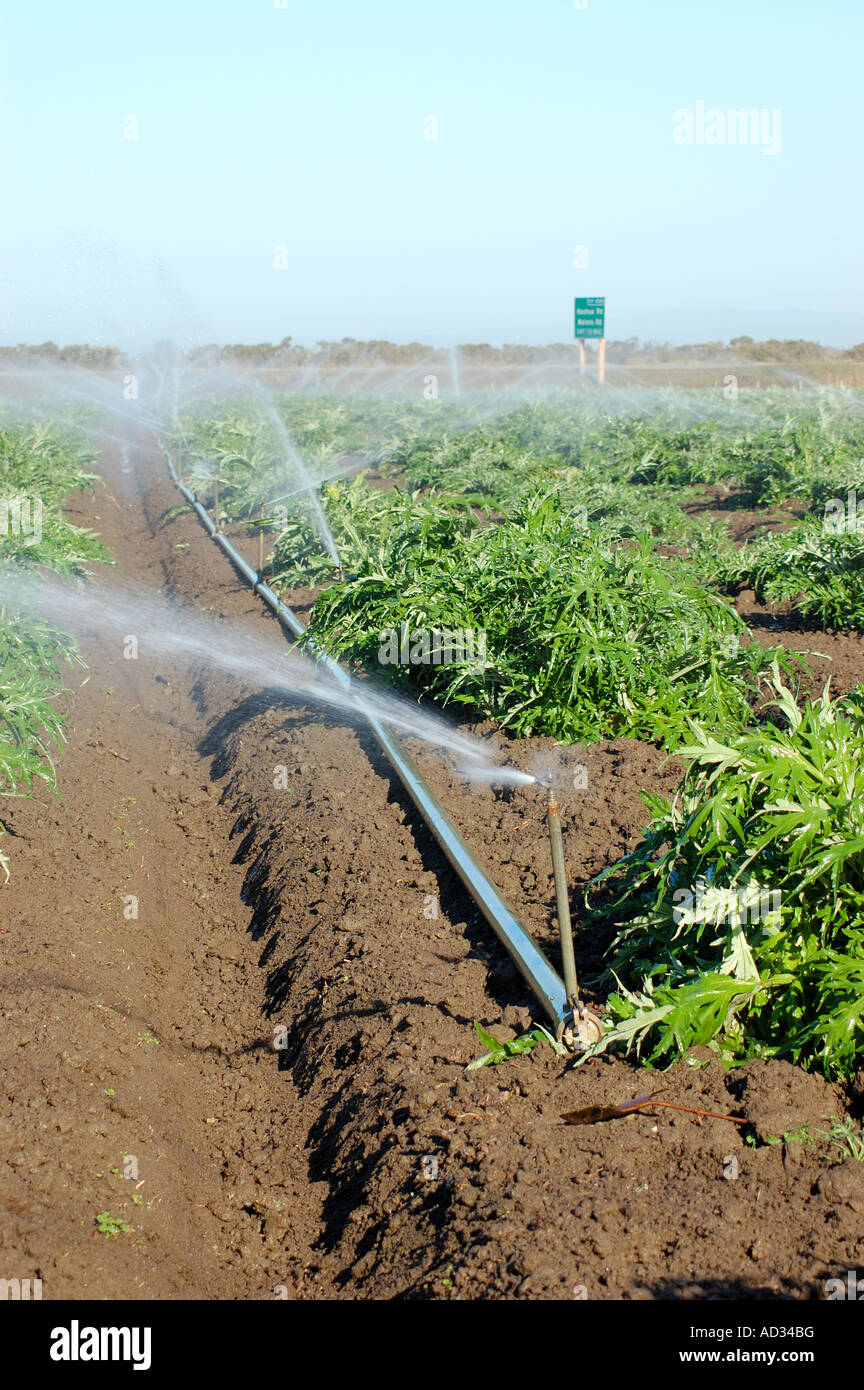 Gicleurs dans champ d'artichaut Castroville près de la côte centrale de Californie Banque D'Images