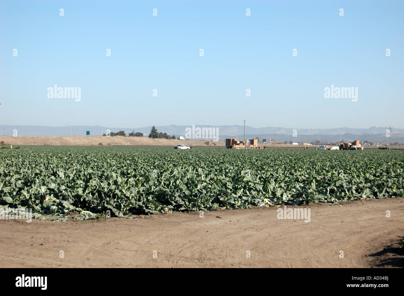 La récolte des choux-fleurs près de Castroville côte centrale de Californie Banque D'Images