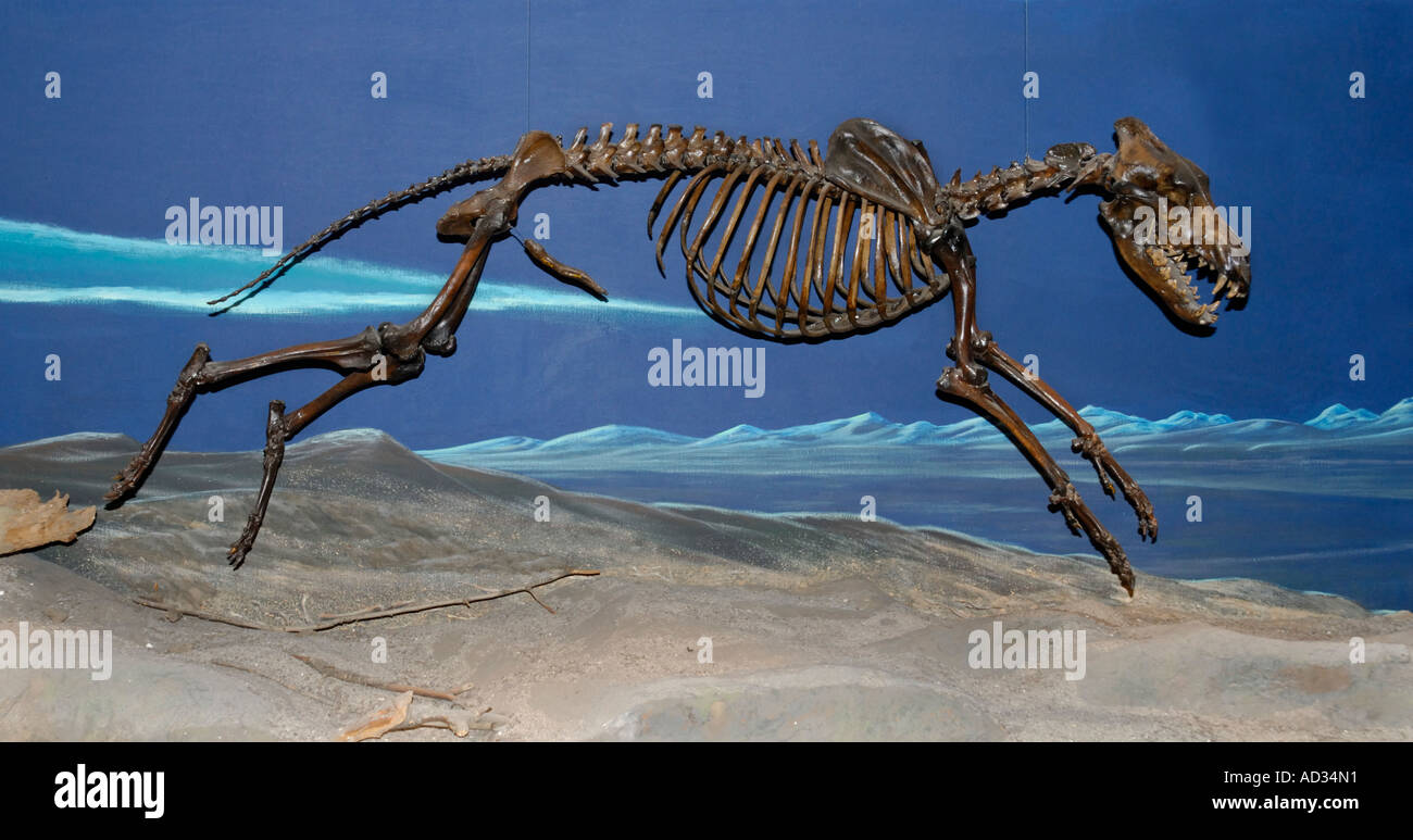 Conservé Le Loup, Canis dirus, squelette de La Brea Tar Pits, Page Museum, Los Angeles Banque D'Images