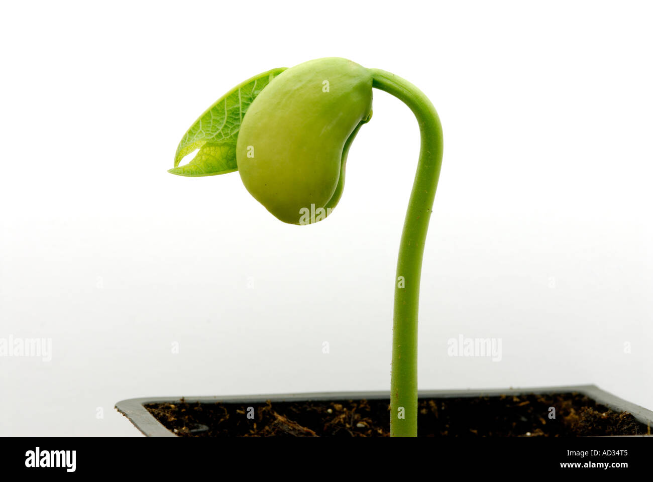 Haricot de Lima, Phaseolus lunatus, plantule dans starter Télévision, fond blanc Banque D'Images