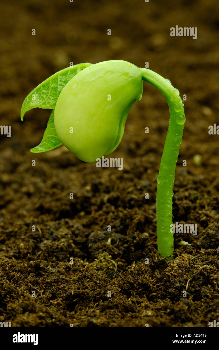 Haricot de Lima, Phaseolus lunatus, la germination des semis en sol noir Banque D'Images