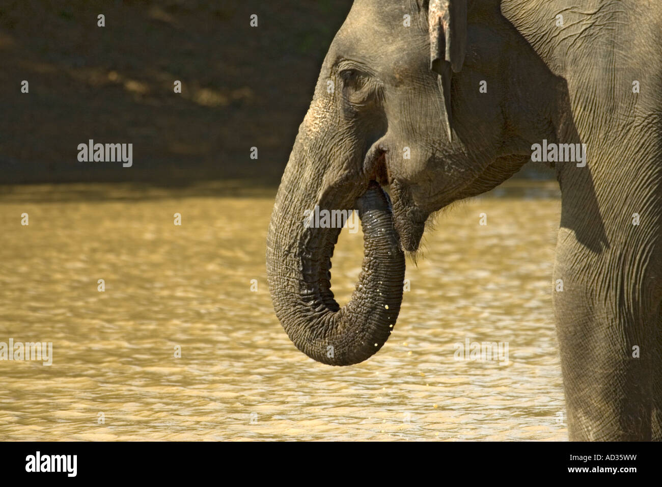 Un éléphant assouvit sa soif à un trou d'eau dans les Ppark Yala, au Sri Lanka. Banque D'Images