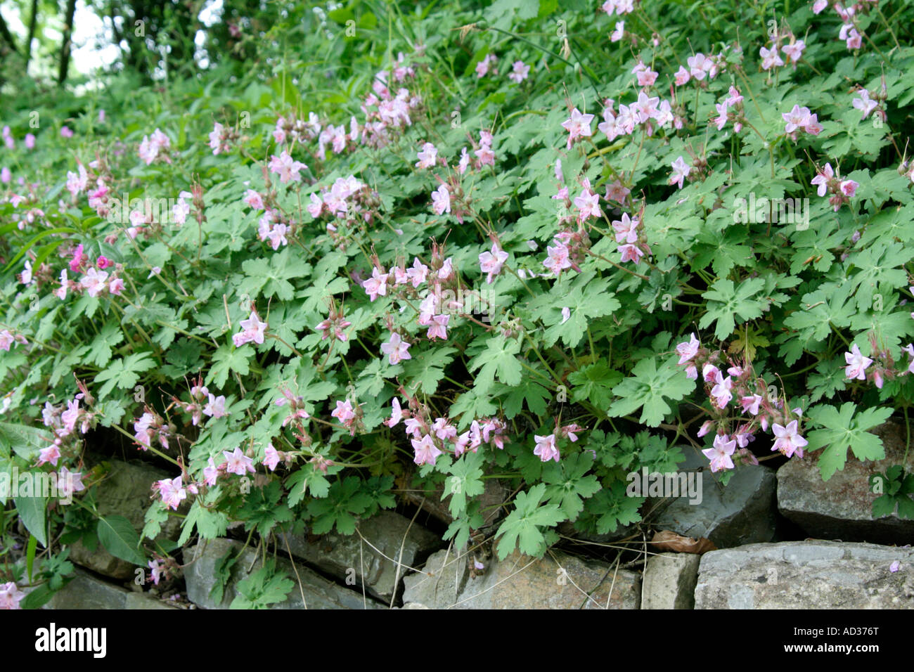 Geranium macrorrhizum Ingwersen s AGA Divers Banque D'Images