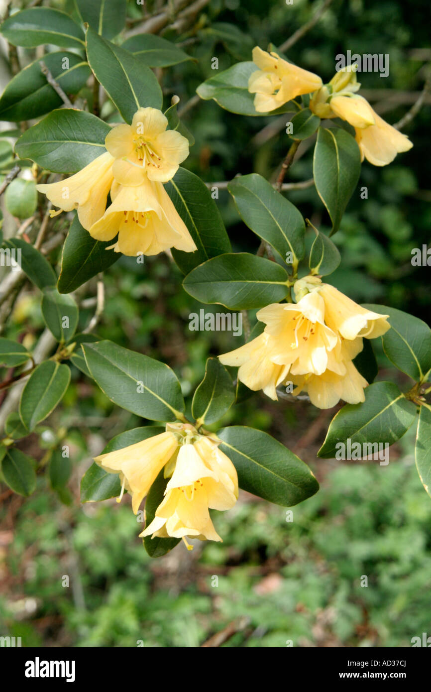 Concatenans Rhododendron un formulaire avec une bonne feuilles glauques pour compléter les fleurs jaunes Banque D'Images