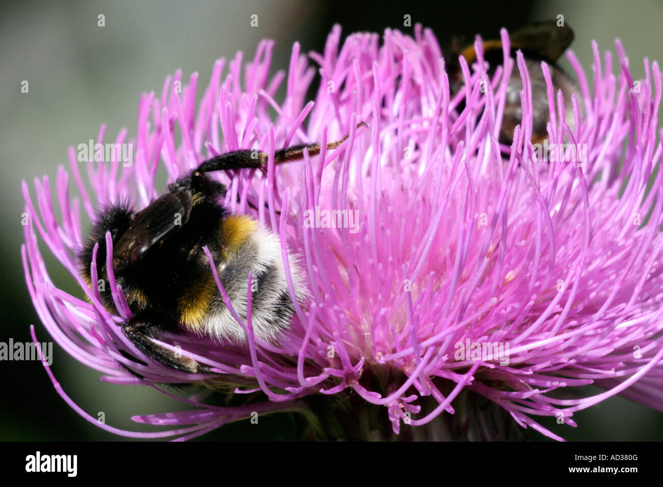 Psithyrus vestalis un coucou abeille sur Cirsium rivulare Banque D'Images