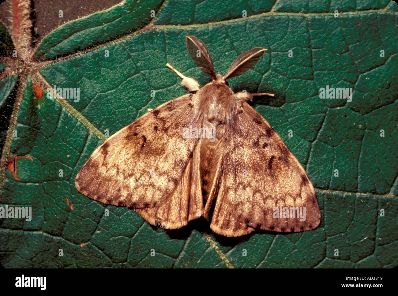 Espèce d'invertébrés Gypsy Banque D'Images