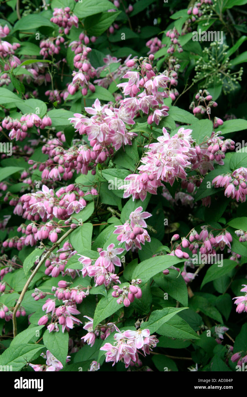 Deutzia x hybrida Magicien au début du mois de juin Banque D'Images