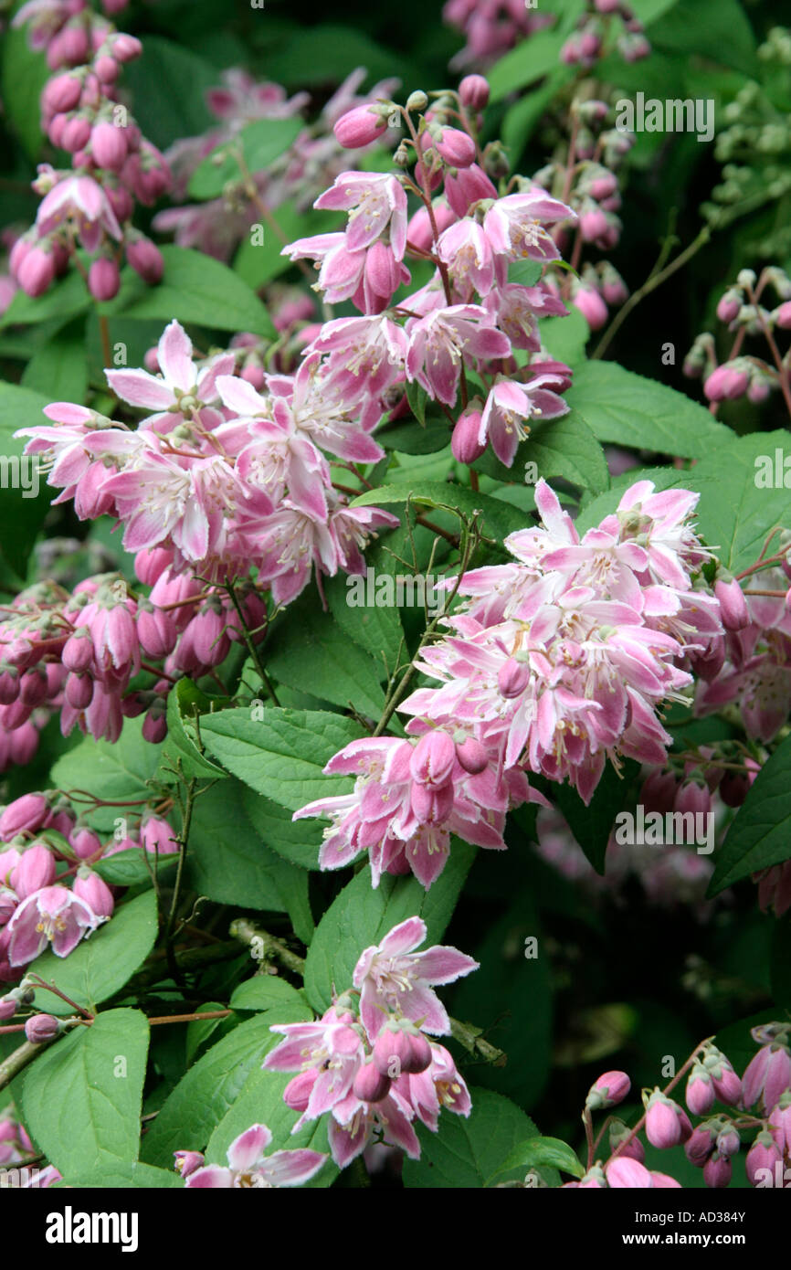 Deutzia x hybrida Magicien au début du mois de juin Banque D'Images