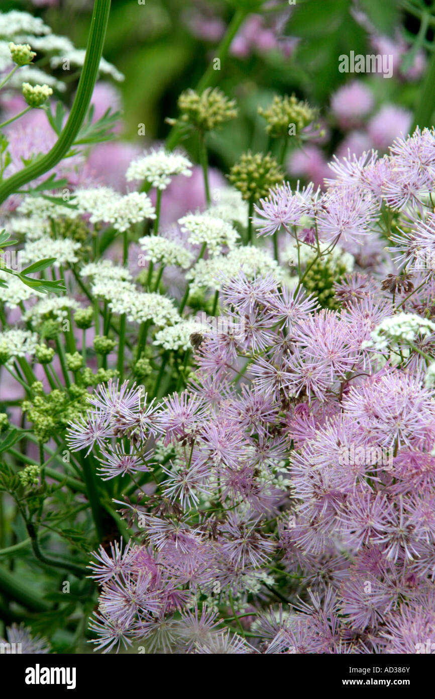 La barbe des bouffées de Thalictrum aquilegiafolium avec ombelles de Oenanthe crocata Banque D'Images