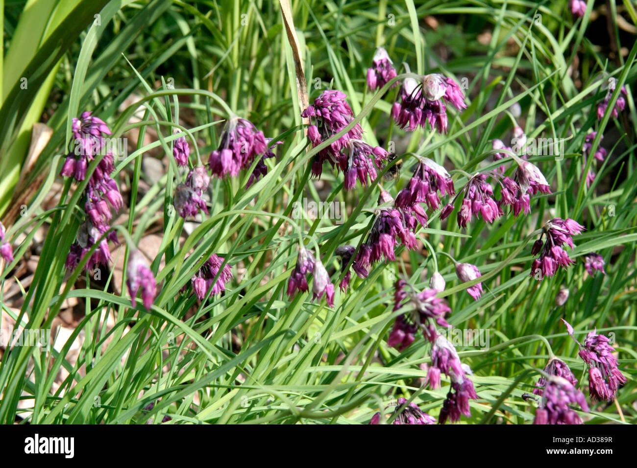 Oreophylum Allium fleurs mauve ours AGA au début de l'été et s'graine dans un endroit ensoleillé Banque D'Images