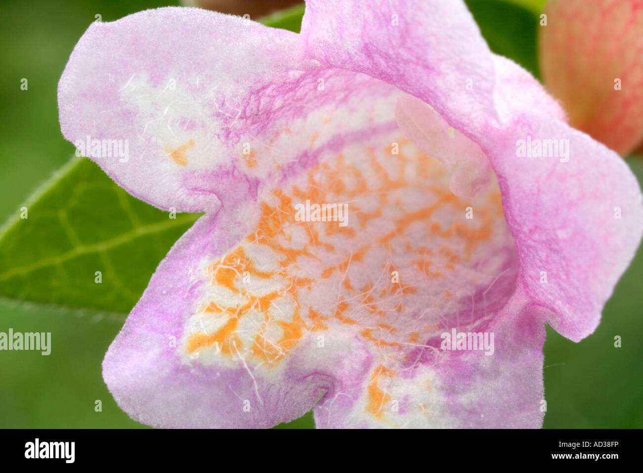 Abelia schumannii sun est un arbuste de jardin rustique aimant commence à fleurir en été Banque D'Images