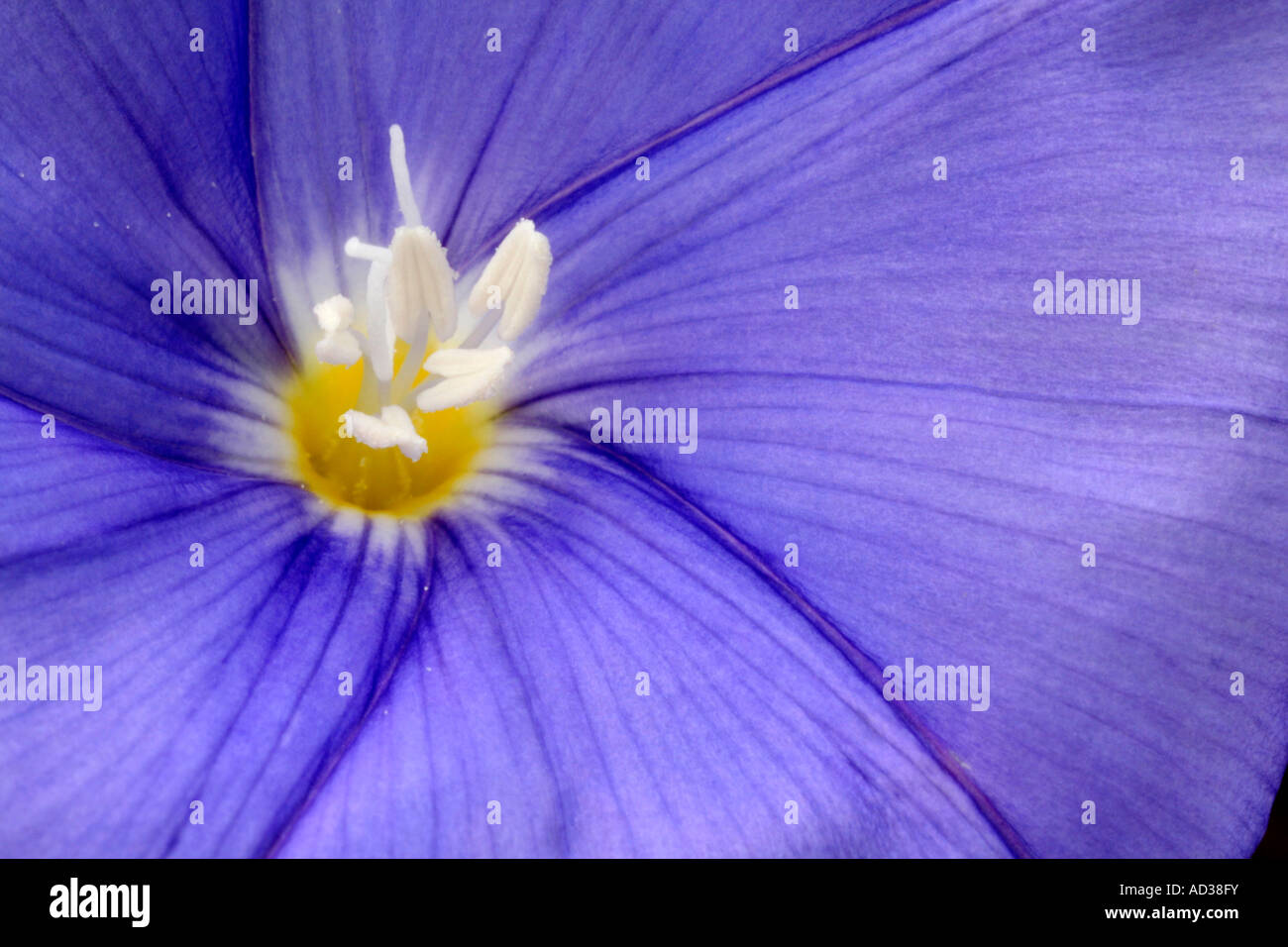 Convolvulus sabatius Banque D'Images
