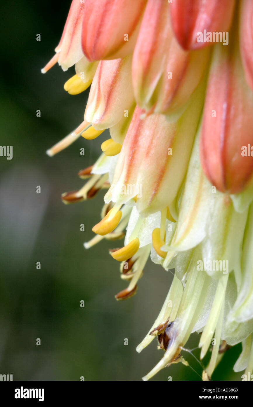 Kniphofia Dr E M Mills Banque D'Images