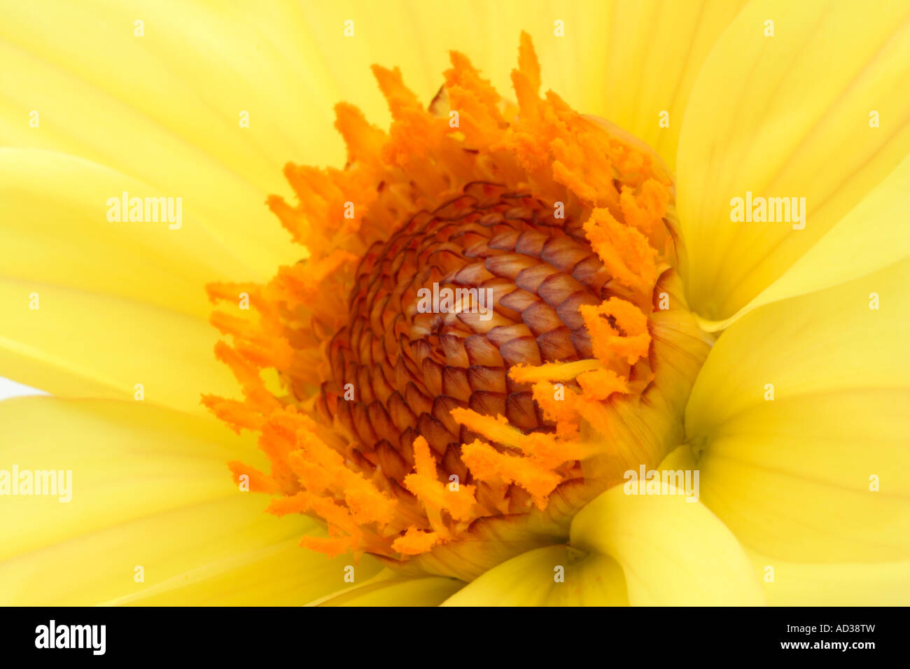 Dahlia Summertime close up Banque D'Images
