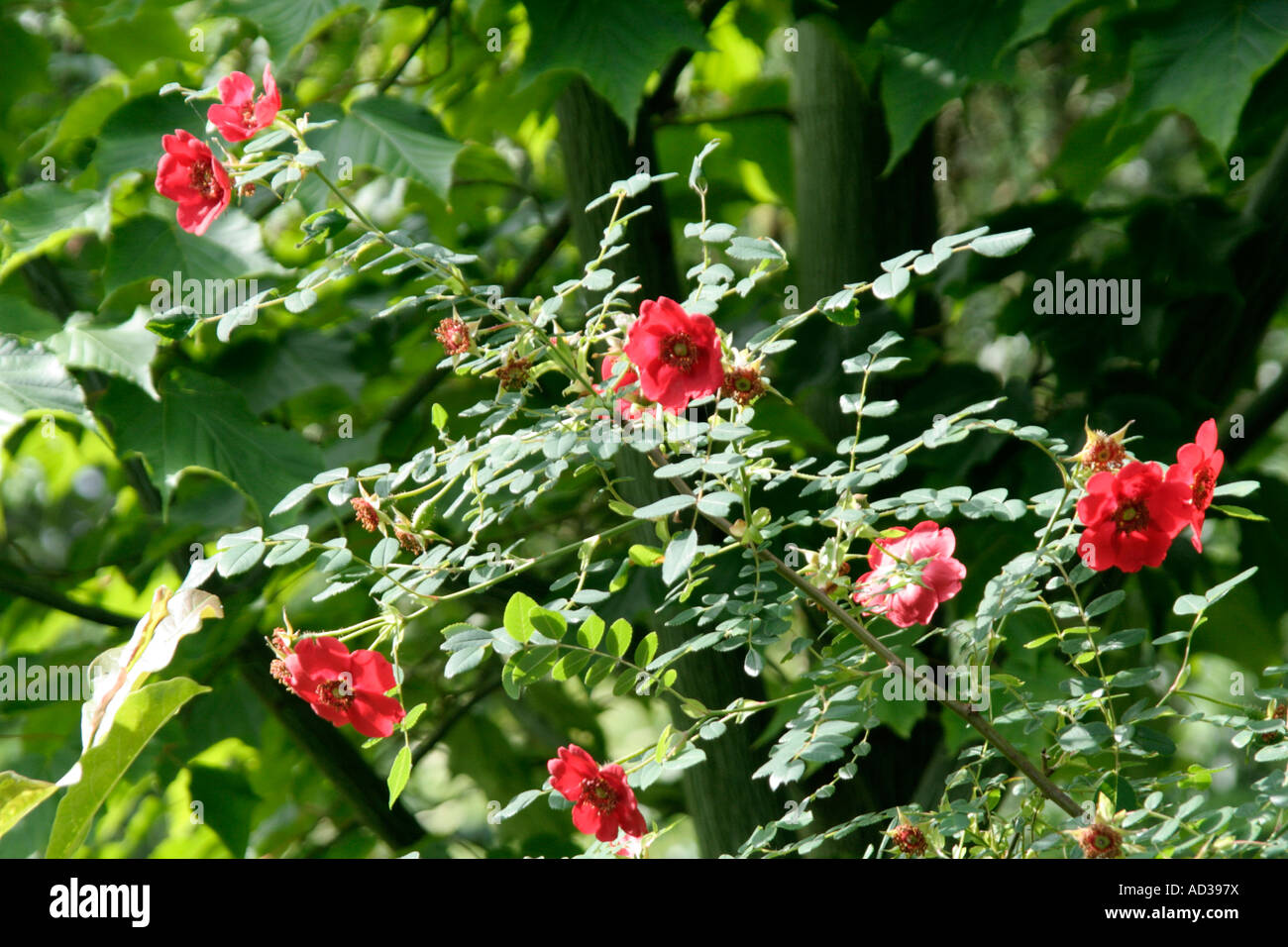 Rosa moyesii Geranium Banque D'Images