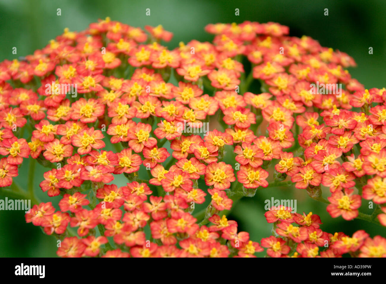 L'Achillea Feuerland Banque D'Images