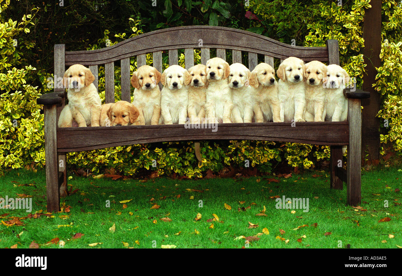 11 pure race chiots Golden Retriever assis sur un banc, au Royaume-Uni. Banque D'Images