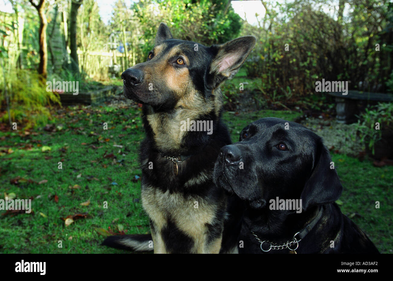 Labrador noir et chiens de berger allemand Banque D'Images