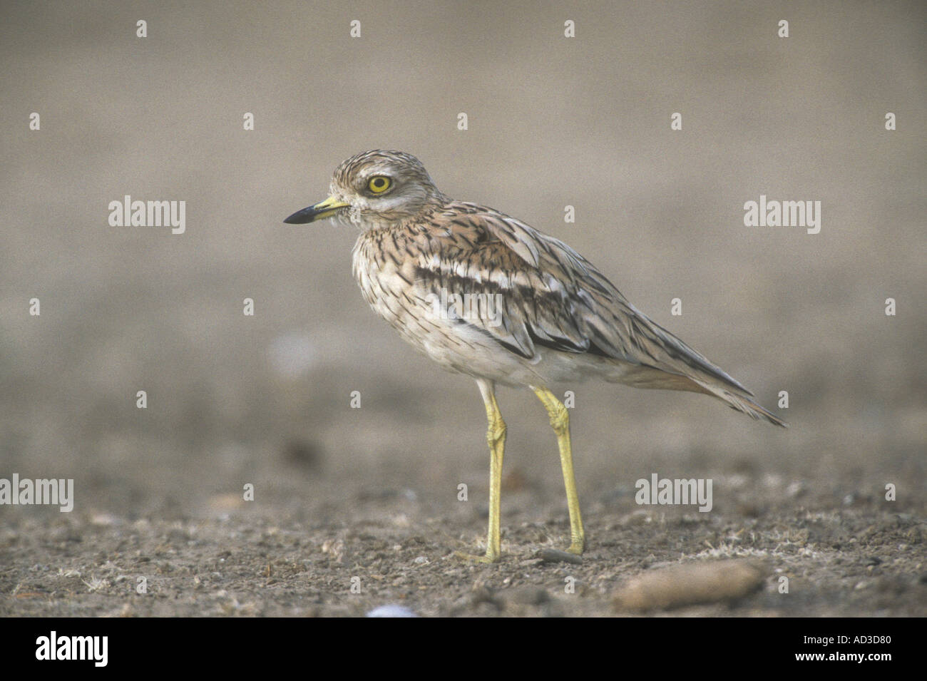 Oedicnème criard Burhinus bistriatus Banque D'Images