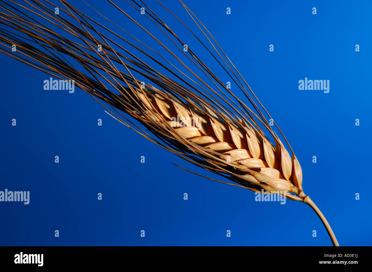 L'aide de tenons de blé sur fond bleu Banque D'Images