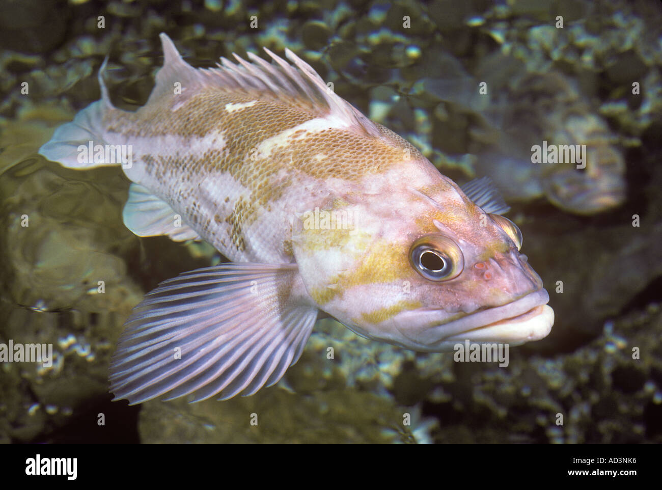 Mérou de Nassau Banque D'Images