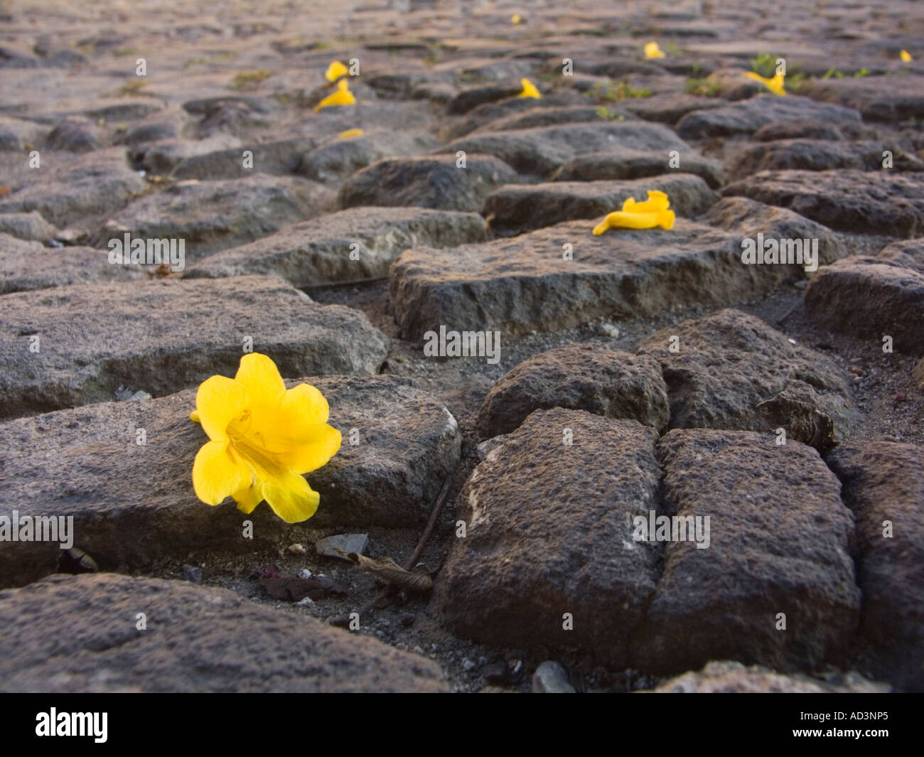 Des fleurs et des pierres de pavage en pierre volcanique Banque D'Images