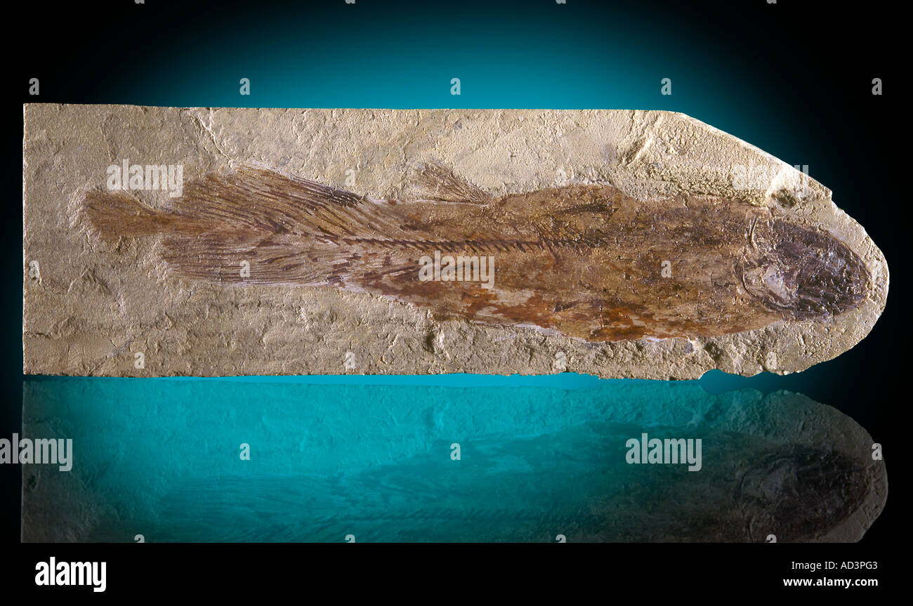 Cardiosuctor populosum fossile coelacanthe Mississippien supérieur au Montana Banque D'Images