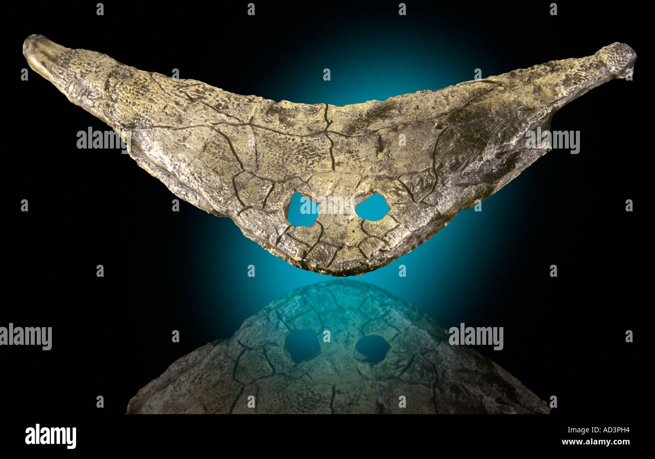 Diplocaulis magnicornis Amphibiens Primative Permien inférieur Co Baylor au Texas Banque D'Images