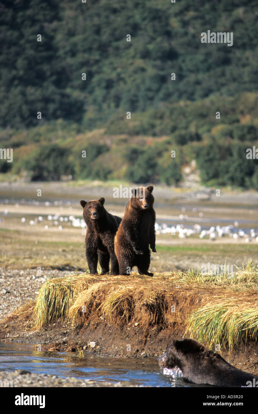 Ours brun Ursus arctos Ours brun Ursus horribils semer avec cub ours enquête sur la pêche en rivière Katmai National Park Alaska Banque D'Images