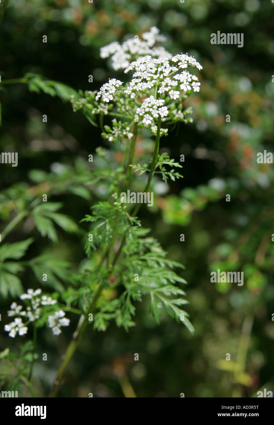 Persil Aethusa cynapium, imbéciles, Apiaceae, Umbelliferae Banque D'Images