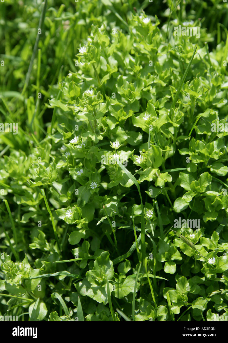 Le mouron des oiseaux Stellaria media Caryophyllaceae Banque D'Images