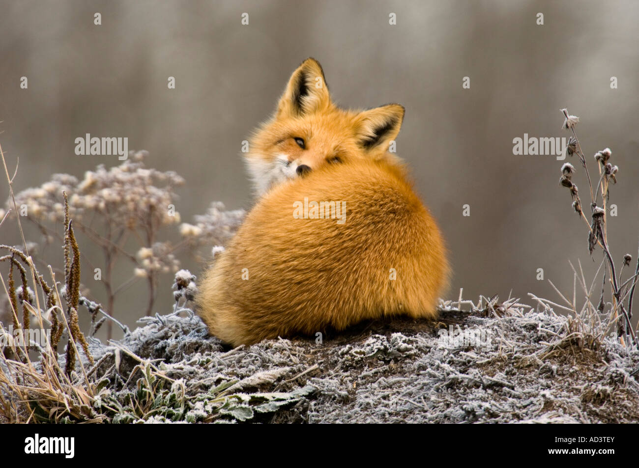 Le renard roux Vulpes vulpes sieste sur un monticule de terre Le Grand Sudbury, Ontario, Canada Banque D'Images