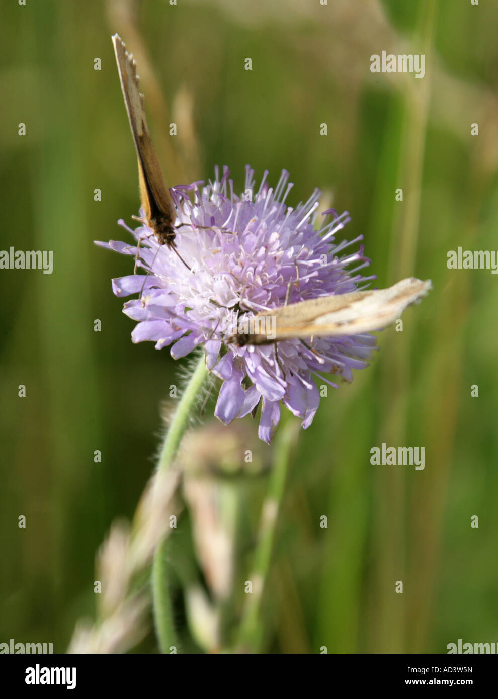 Meadow Brown, Papillon Maniola jurtina, sur terrain, Knautia arvensis Scabious, - Banque D'Images