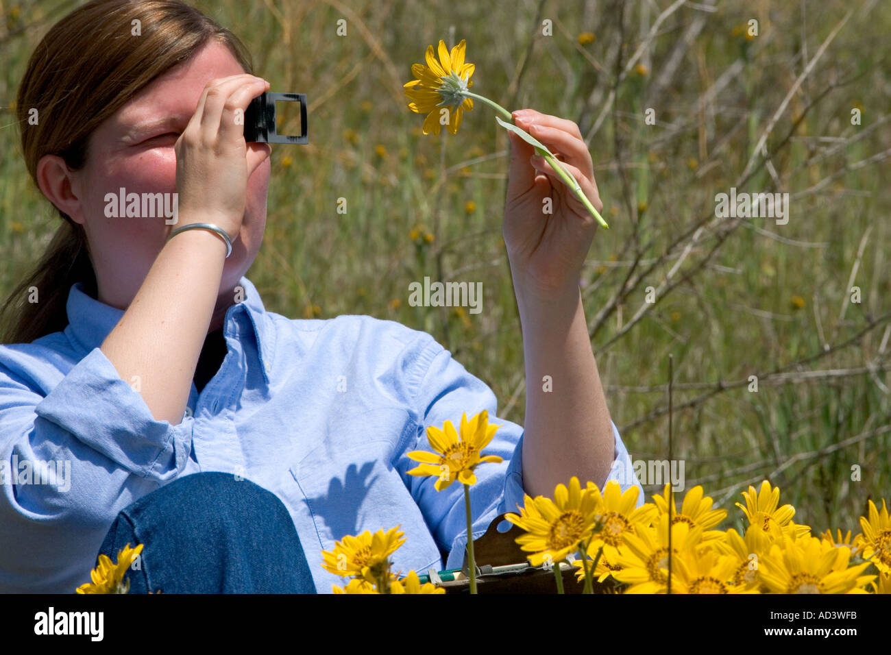 Femme examine les racines du sapin jaune wildflower Banque D'Images