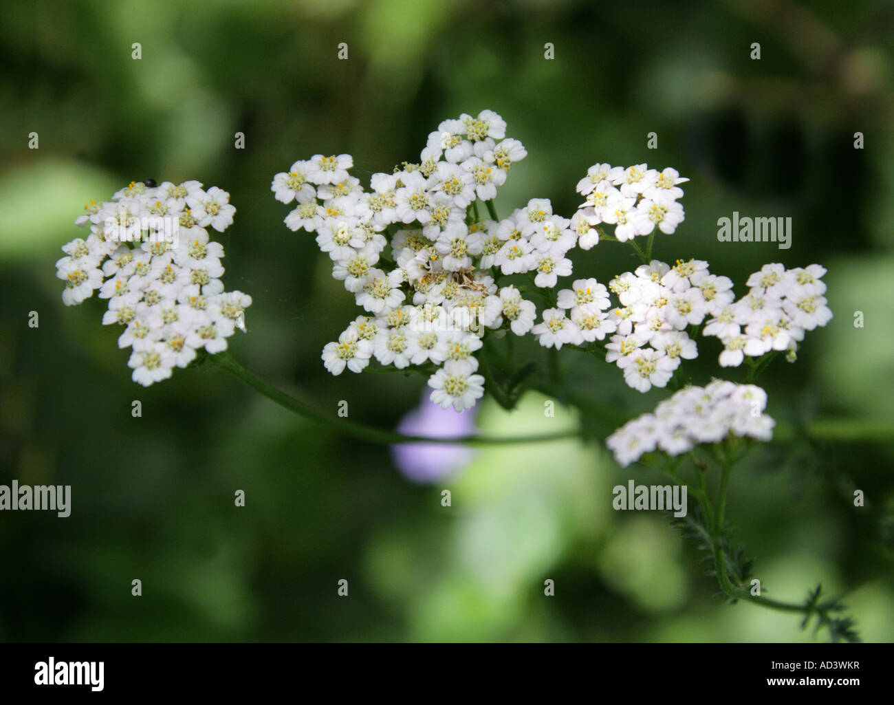Achillée millefeuille, Achillea millefolium, Asteraceae, composées Banque D'Images