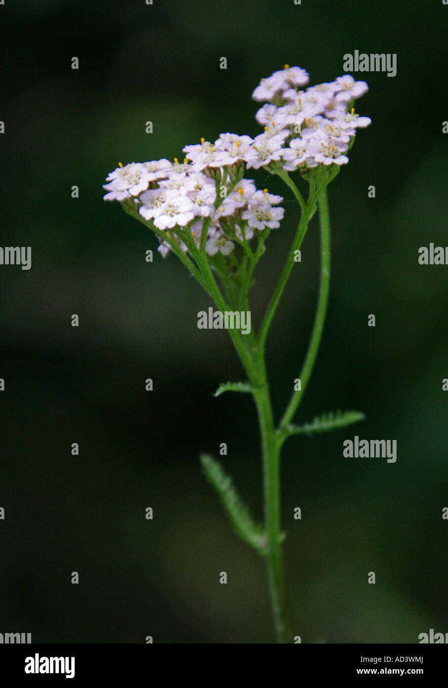 Achillée millefeuille, Achillea millefolium, Asteraceae, composées Banque D'Images