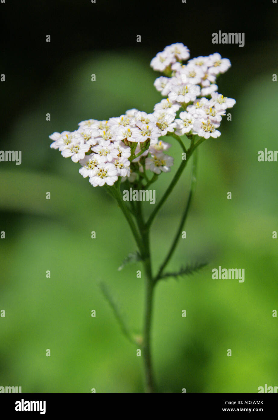 Achillée millefeuille, Achillea millefolium, Asteraceae, composées Banque D'Images