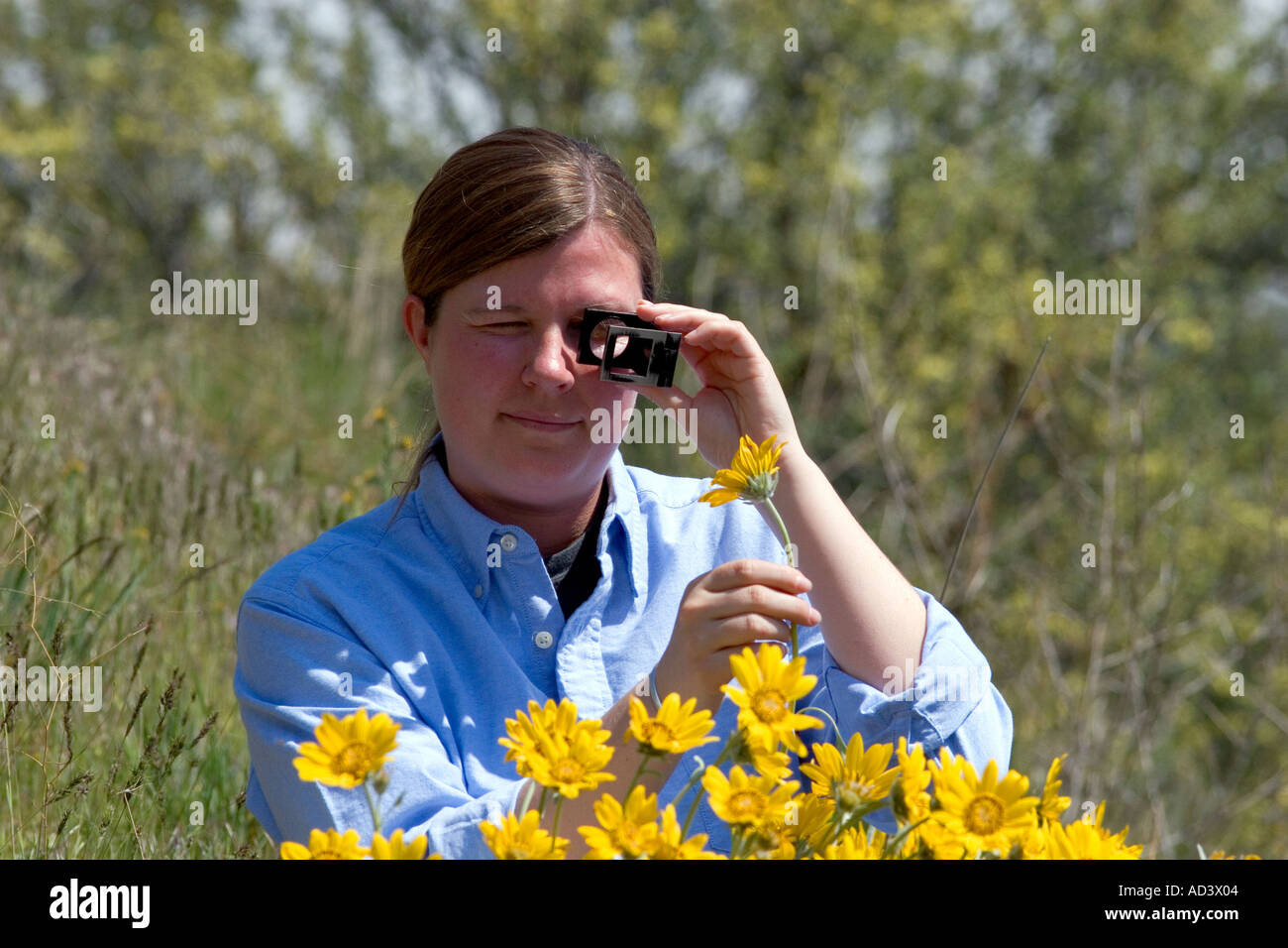 Femme examine les racines du sapin jaune wildflower Banque D'Images