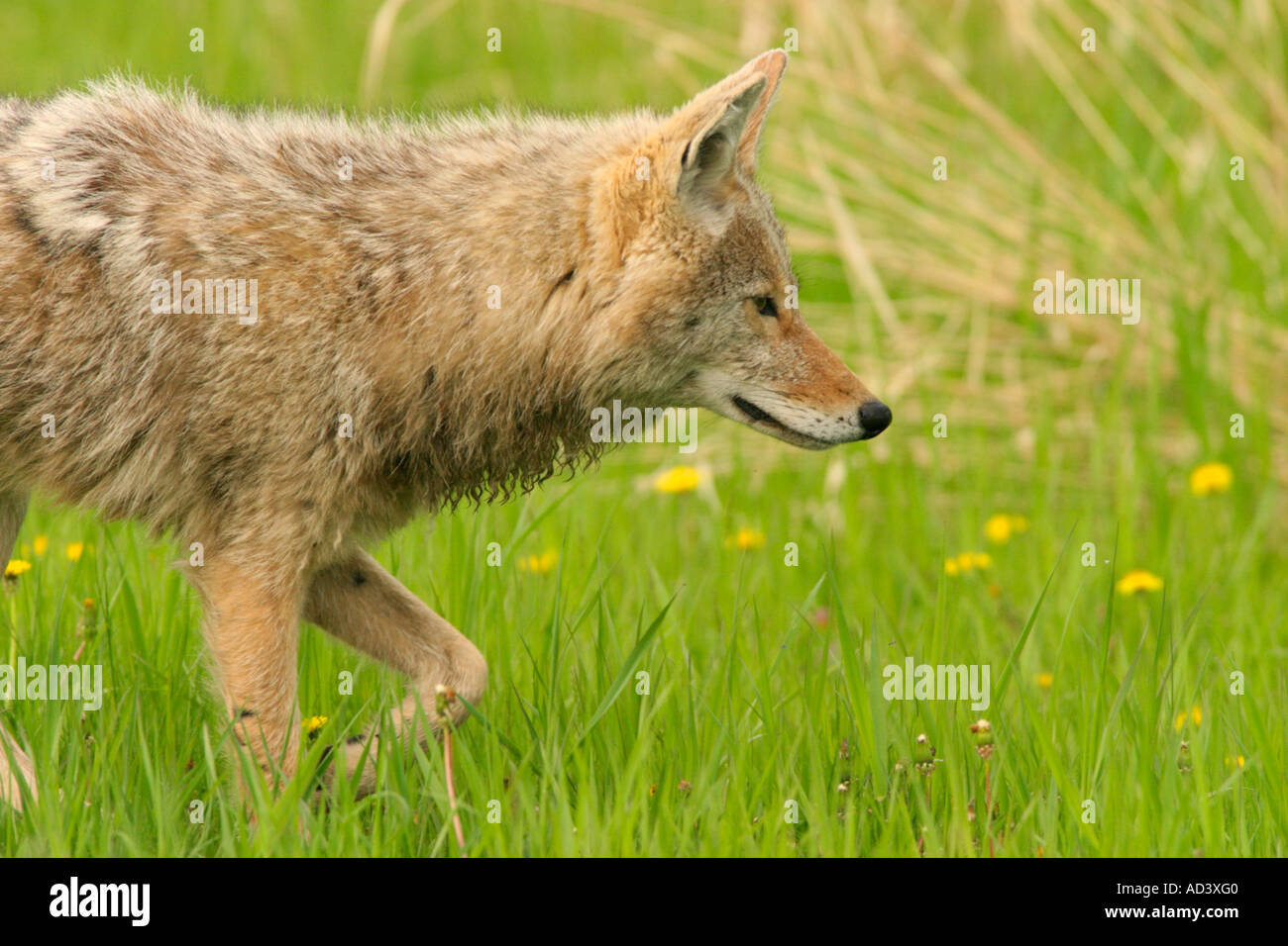 Wily coyote sur le prowl pour les proies au début du printemps, le parc national Elk Island, en Alberta, Canada. Banque D'Images
