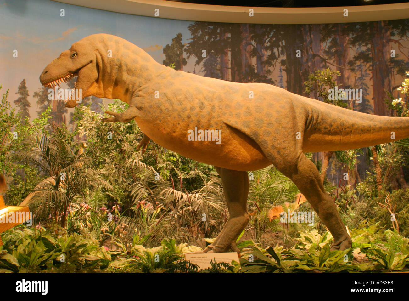 Réplique taille réelle de l'Albertosaurus dinosaure du Crétacé. Banque D'Images