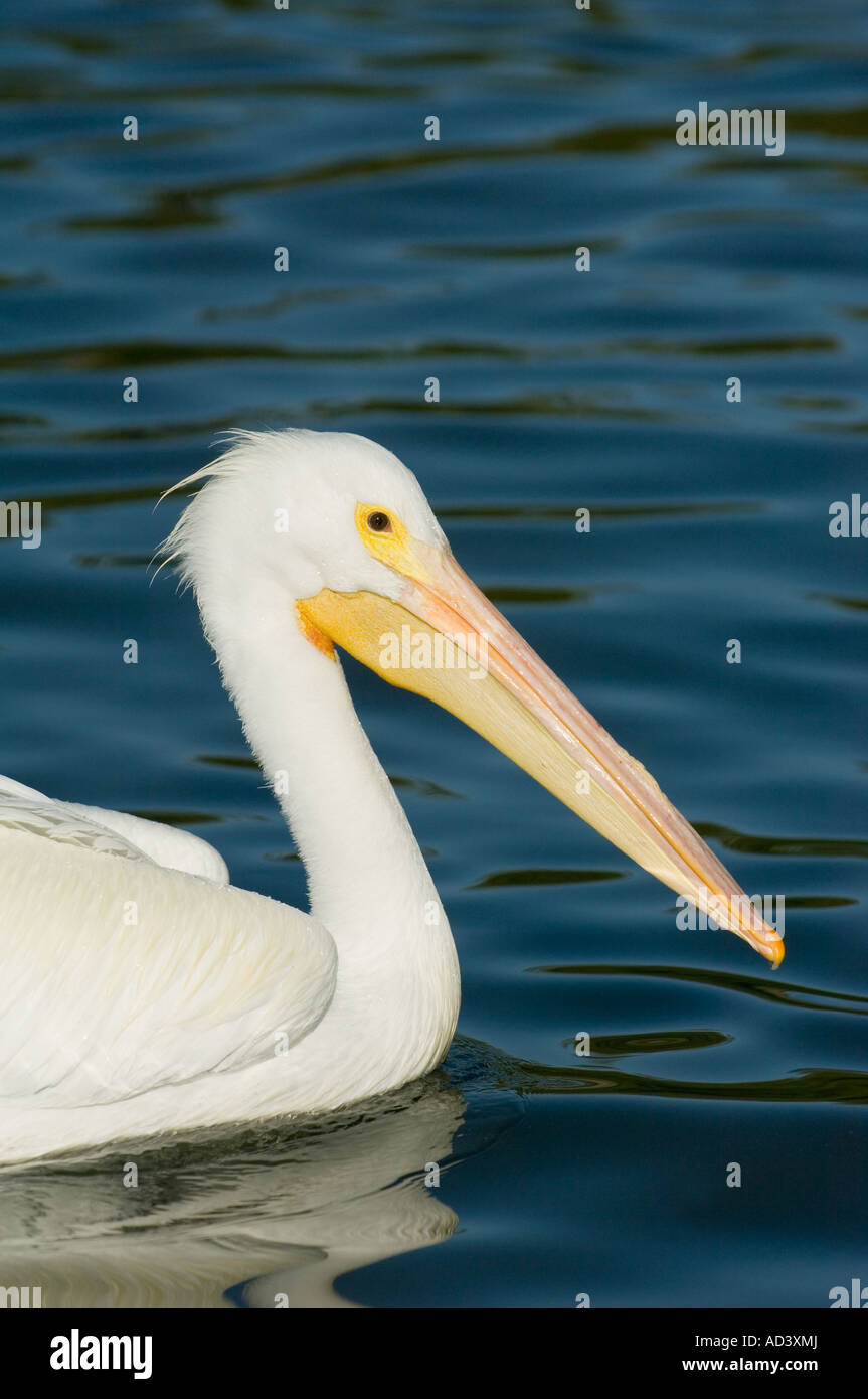 Pélican blanc (Pelecanus erythrorhynchos) Côte Ouest, Floride, USA Banque D'Images