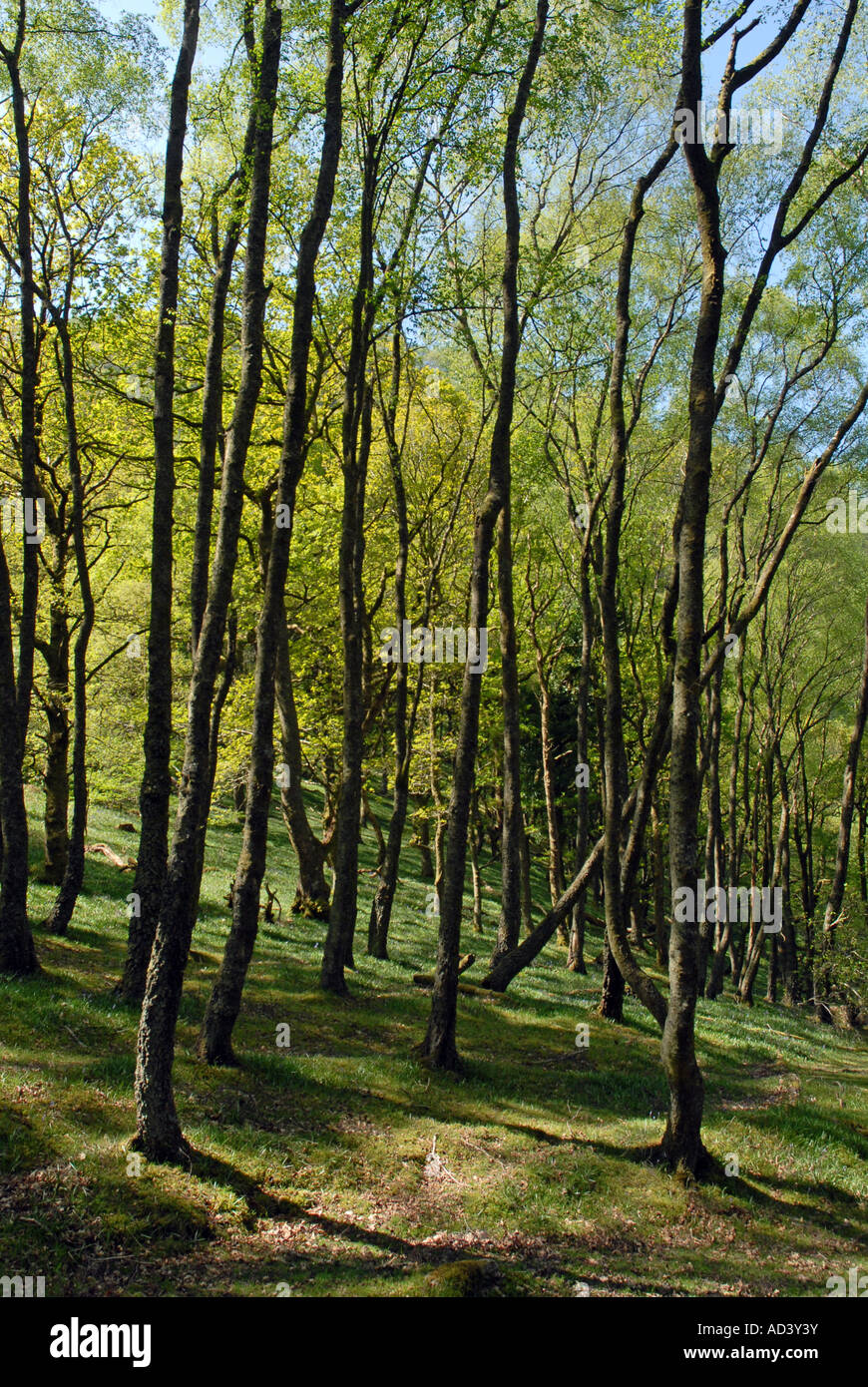 Chemin forestiers dans la réserve RSPB Dinas Gwenffrwd Banque D'Images