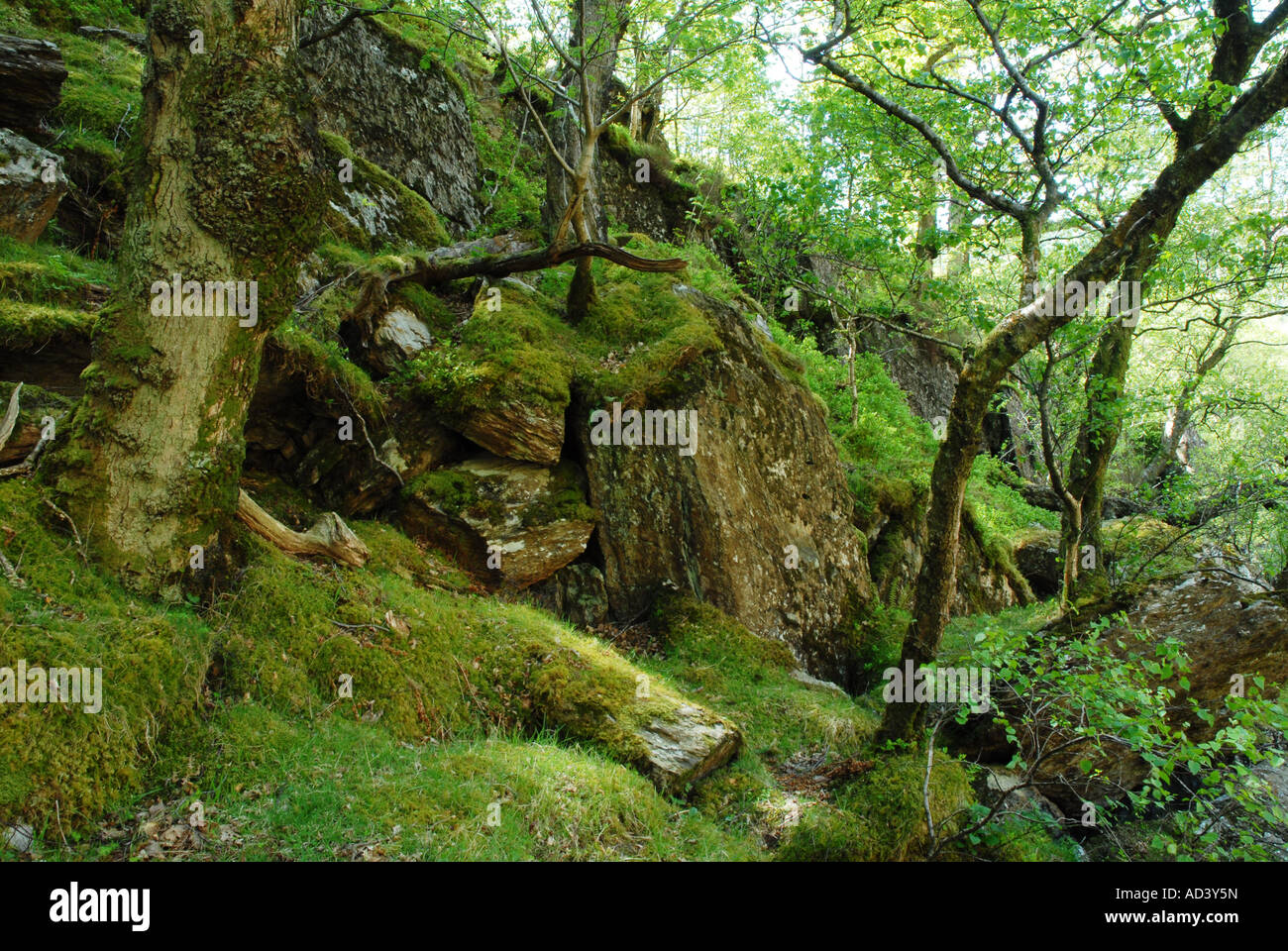 L'ancienne forêt de chênes d'Gwenffrwd-Dinas la réserve RSPB Banque D'Images