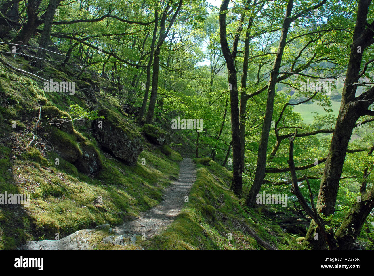 L'ancienne forêt de chênes d'Gwenffrwd-Dinas la réserve RSPB Banque D'Images