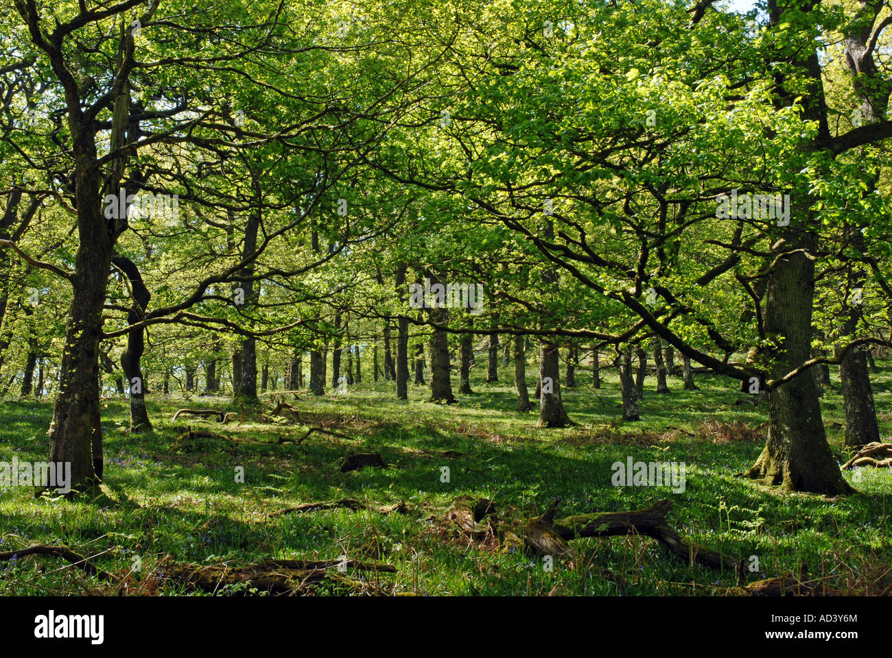 Les forêts anciennes de la réserve RSPB Gwenffrwd-Dinas Banque D'Images